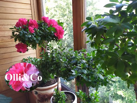 Видео: АЗАЛИИ штамбовые ОБЗОР