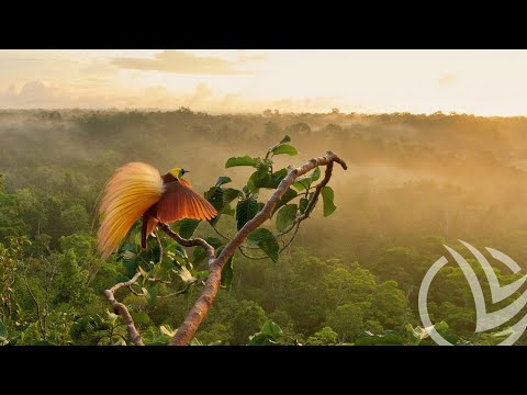 Видео: Райские птицы - Birds of Paradise