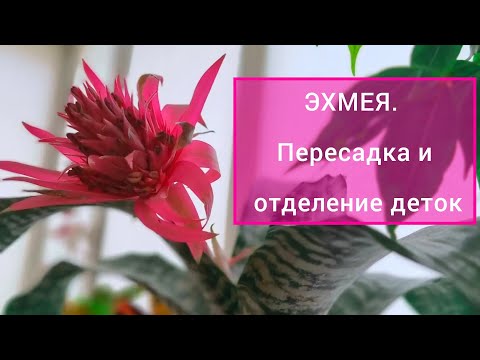 Видео: ЭХМЕЯ. Пересадка и отделение деток. Очень ЛЕГКО и БЫСТРО! Растение скажет вам спасибо