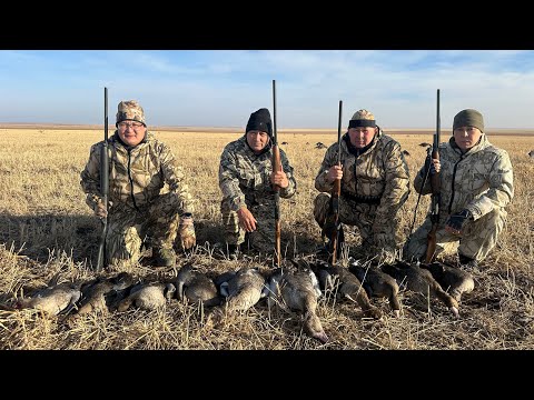 Видео: Охота на гуся Қорғалжын 02.11.2025  год второй выезд 