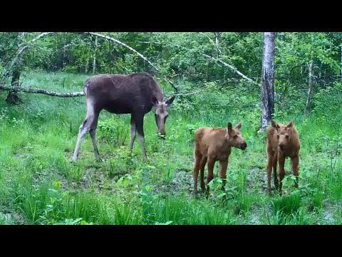 Видео: Почему животные любят соль!? Делаем солонец для Лосей и Косулей!