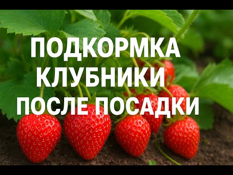 Видео: Чем подкормить клубнику осенью после посадки-секрет богатого урожая!