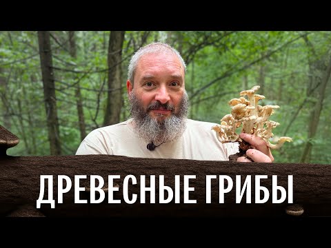 Видео: Клязьменский лесопарк. Грибы на деревьях. Опята летние и ложные, трутовики, чага. Михаил Вишневский