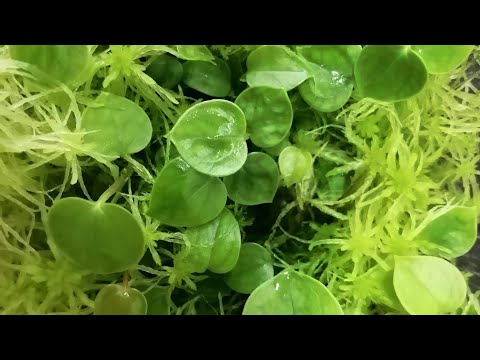 Видео: 🌱Антуриум выращенный из семян. Пересадка из мха в грунт🌱