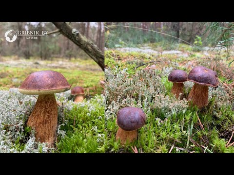 Видео: ГРИБЫ ЕСТЬ И ИХ ДОВОЛЬНО МНОГО!