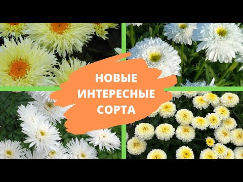 Видео: РОМАШКА САДОВАЯ или НИВЯНИК: новые и интересные сорта для вашего сада