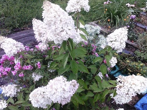 Видео: Гортензия - нужно ли заглублять корневую шейку? Для чего нужны опилки.