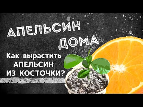 Видео: АПЕЛЬСИН ДОМА | Как вырастить апельсиновое дерево из косточки? | СНАЧАЛА БЫЛО СЕМЕЧКО