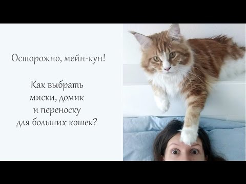 Видео: Мейн-кун: как выбрать лоток, домик и миску?