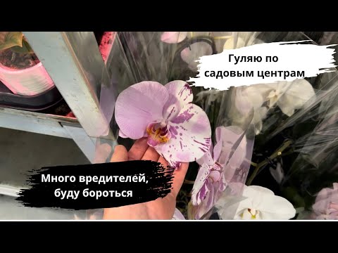 Видео: Новые орхидеи с проблемами// Покупки для растений// Вопросы к Вам мои зрители