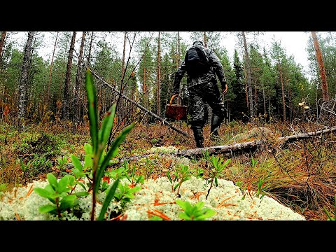 Видео: Грибник перешел БОЛОТО зашел в ЛЕС и Обалдел! Один в лесу ТАКОГО НЕ ОЖИДАЛ! Ягоды и грибы 2025