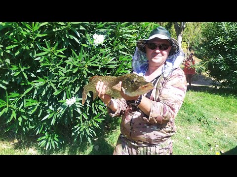 Видео: Щука на заглотыш, это что то...