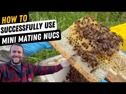 Видео: Подготовка мини-нуклеуса к выращиванию матки