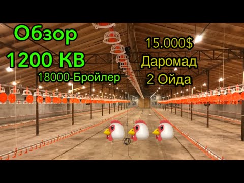 Видео: 18.000 минг Бройлер бокадиган товукхона ва 18$ минг даромад ( обзор ) #broyler
