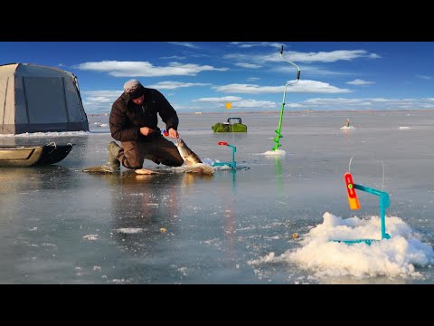 Видео: ЖЕРЛИЦЫ НЕ ВЫДЕРЖИВАЮТ!!! ОГРОМНЫЕ МАМКИ НЕ ЛЕЗУТ В ЛУНКИ!!! Бешенный клёв ОГРОМНЫХ СУДАКОВ!