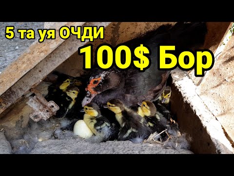 Видео: Индоутка бизнесимдан яна 100$ фойда бор