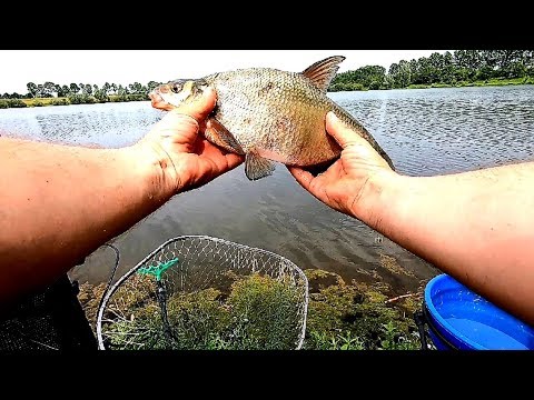 Видео: Лещ тоже любит эту НАЖИВКУ!!! (Фидерная рыбалка на озере.)