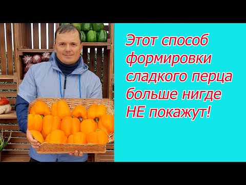 Видео: Сладкий перец в один стебель- это реально круто!!!