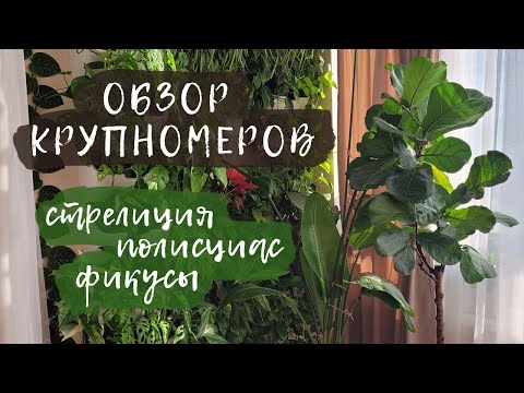 Видео: Обзор крупномеров | Стрелиция, полисциас, фикусы