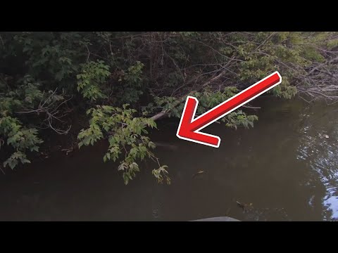 Видео: Повесил живца на нависающие ветки. Рыбалка на вешанки.