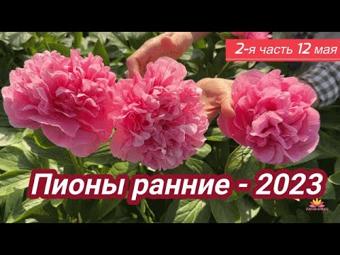 Видео: Ранние пионы. Цветение 12 мая 2023 года / Сад Ворошиловой