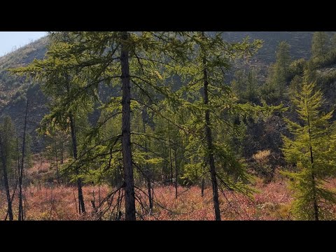 Видео: 25.08.2024г., п.Ягодное, Магаданская область