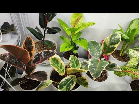 Видео: ФИКУС - основной уход, благоприятные условия выращивания