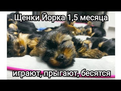 Видео: Щенки Йорка 1.5 месяца выпускаем из вольера.