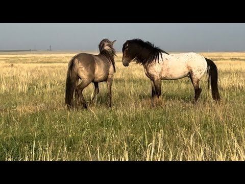Видео: Құнандарды өреледік  #жылқы #ақмола #бие #құлын #айғыр #астана #шаруашылық
