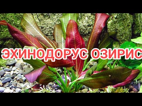 Видео: ЭХИНОДОРУС ОЗИРИС. УХОД И СОДЕРЖАНИЕ В АКВАРИУМЕ