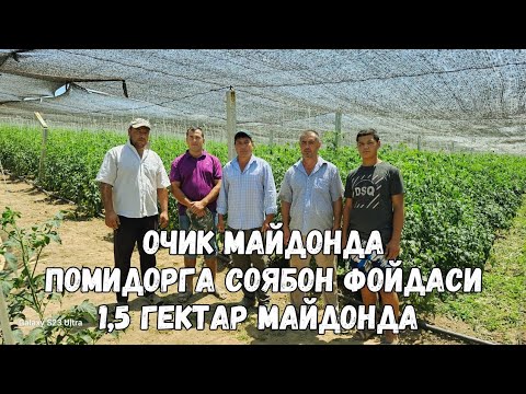 Видео: СОЯБОН ОСТИДА 1.5 ГЕКТАР МАЙДОНДА DIJITAL F1 ва BURPINK F1 ПОМИДОРЛАРИ
