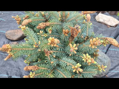 Видео: Обзор сада 11 мая 2024г. Замёрзла пихта Когоутс Айсбрейкер