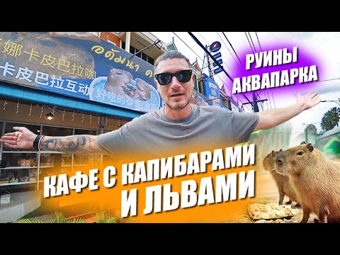 Видео: Кафе с капибарами и львами. Руины аквапарка. Лабуба, бытовуха и замена прав