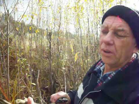 Видео: Дикие лозы Фильм 3