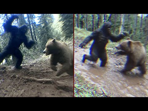 Видео: Редкие Кадры с ФОТОЛОВУШКИ Охотника, на которых запечатлен бой Бигфута с медведем. История о Бигфуте