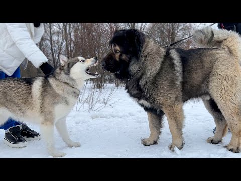Видео: Маламут Лекси НАПАЛА на Кавказскую овчарку