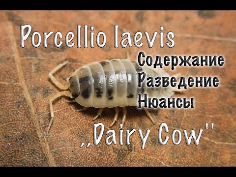 Видео: МОКРИЦЫ . СОДЕРЖАНИЕ . РАЗМНОЖЕНИЕ . КОРМЛЕНИЕ . ВЕНТИЛЯЦИЯ .