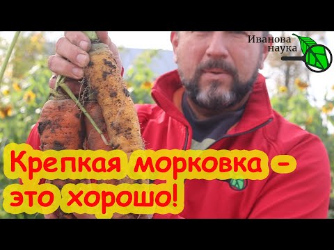 Видео: ХОТЬ НА ПЕСКЕ, ХОТЬ НА ГЛИНЕ: сочная, крепкая, вкусная морковь. Несколько простецких советов для вас