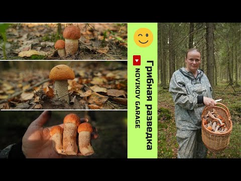 Видео: Грибная разведка 12 сентября2024. Всеволожский район.