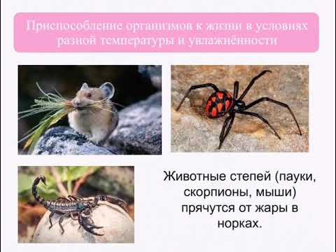 Видео: 5 класс. Природоведение. Среды жизни на планете Земля. Наземно-воздушная среда обитания.