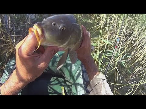 Видео: КАРПЫ (поймал /отпустил)-1
