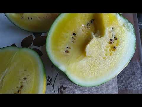 Видео: Сезон арбузов открыт