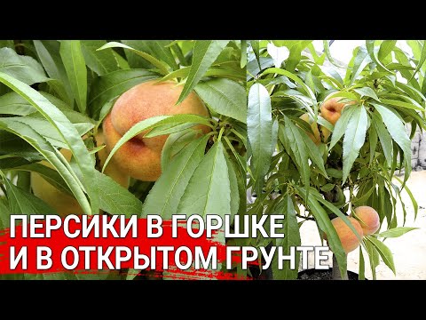 Видео: Персики в горшке и в открытом грунте