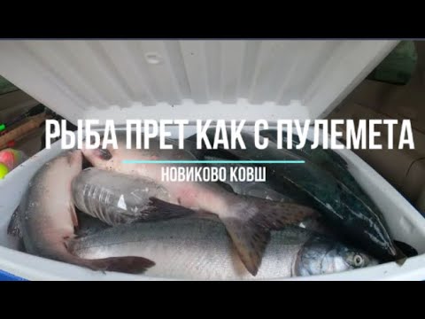 Видео: Сахалинская рыбалка Новиково ковш рыба прет