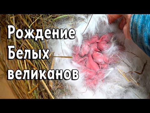 Видео: РОЖДЕНИЕ БЕЛЫХ ВЕЛИКАНОВ