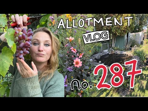 Видео: Allotment Vlog Эпизод 287: Неожиданное действие!