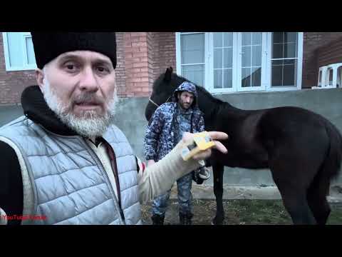 Видео: Ковка для Иноходи. Подковы для Лахиба. Кует Гость с Карачаево Черкесии