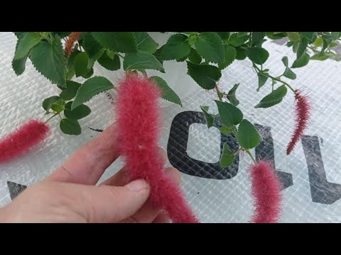 Видео: СЛОЖНО ЛИ ВЫРАСТИТЬ АКАЛИФУ?МИФЫ И РЕАЛЬНОСТЬ.