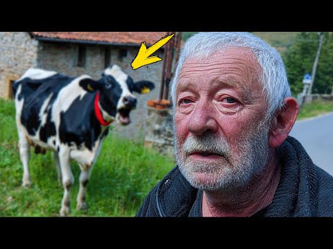Видео: Эта корова не переставала мычать. Узнав причину, хозяин застыл в шоке!