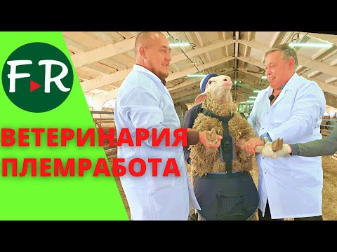 Видео: Ветеринария и лекарства для овец. Оборудование для овцеводства. Ставим бирку. Зачем барану фартук?